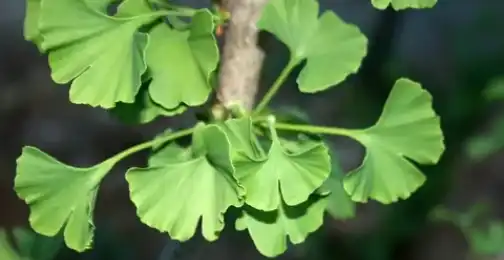 What does ginkgo biloba extract do?